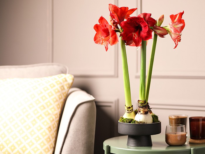 Table d’appoint garnie de plantes d’amaryllis à côté de bougies.